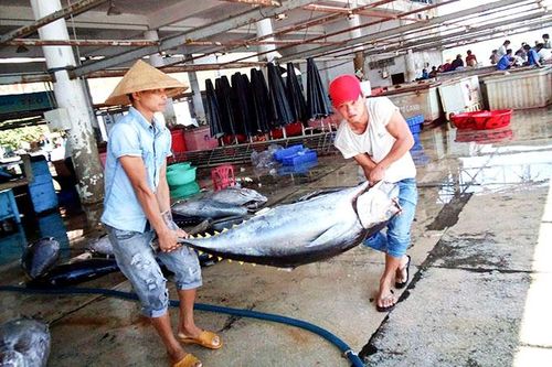 Ứng dụng công nghệ vào khai thác cá ngừ đại dương