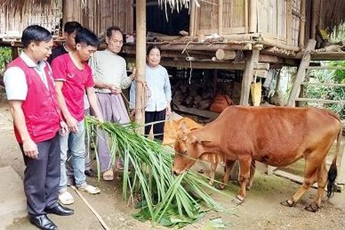Tạo sinh kế từ Dự án 'Ngân hàng bò'- Hướng giảm nghèo bền vững