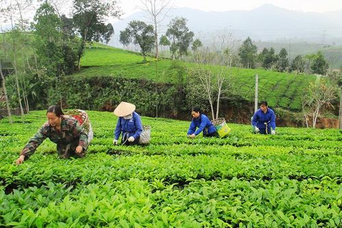 Thúc đẩy sản xuất nông nghiệp trong điều kiện dịch bệnh Covid-19