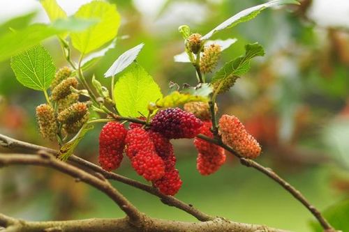 Mê mẩn ngắm những chùm dâu đỏ mọng