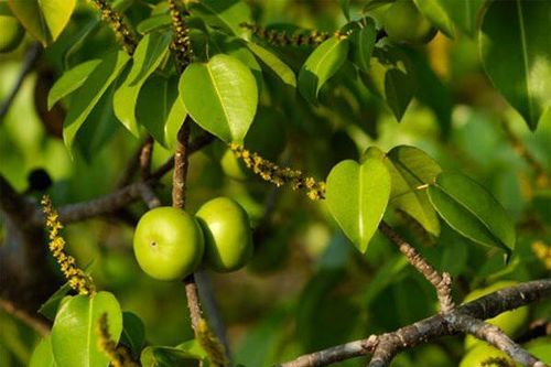 1001 thắc mắc: Loài cây nào mà đứng cạnh cũng khiến con người mất mạng?