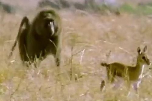 Khỉ đầu chó săn linh dương để 'đổi món' nhưng bất thành