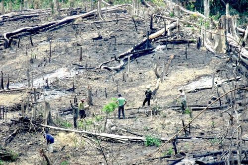 Từ vụ bắt nguyên phó tư lệnh DN quân đội: 'Khai tử' hàng trăm ha rừng tự nhiên