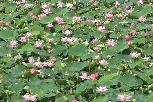 Trồng sen trên đất ruộng