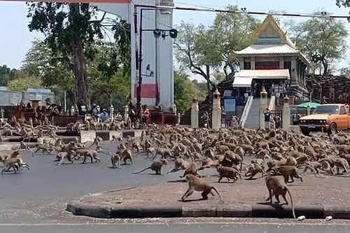 Thái Lan vắng khách du lịch mùa dịch, hàng trăm con khỉ hỗn chiến vì một quả chuối