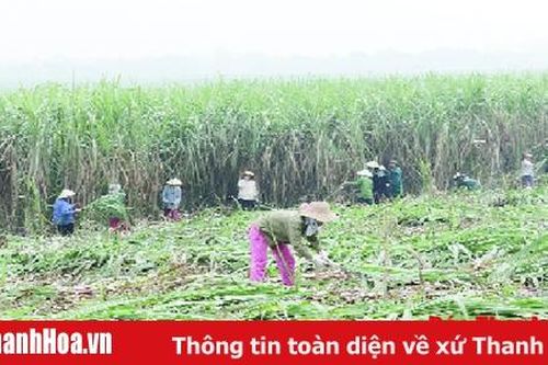 Toàn tỉnh thu hoạch 16.104 ha mía nguyên liệu