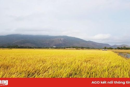 Chuẩn bị tốt cho vụ hè thu 2020