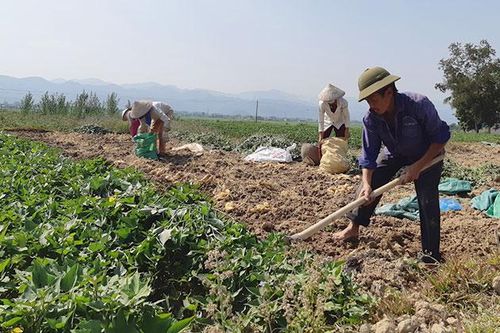 Chuyển đổi cây trồng thích ứng với biến đổi khí hậu