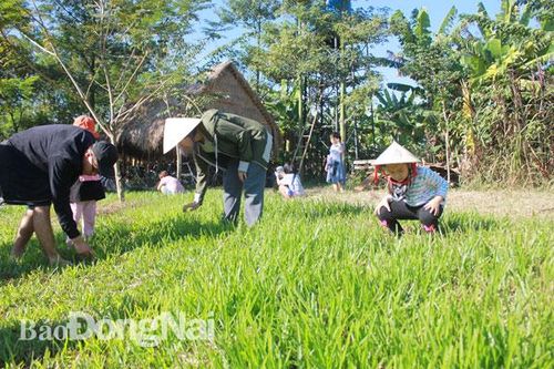 Cần định hướng để phát triển bền vững