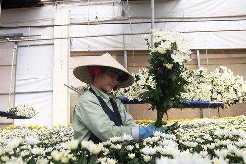 Dalat Hasfarm sản xuất hoa an toàn