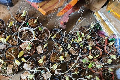 Mở rộng điều tra vụ trộm cắp lan rừng số lượng lớn