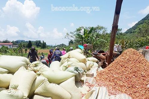 Chế biến phụ phẩm nông nghiệp làm thức ăn gia súc