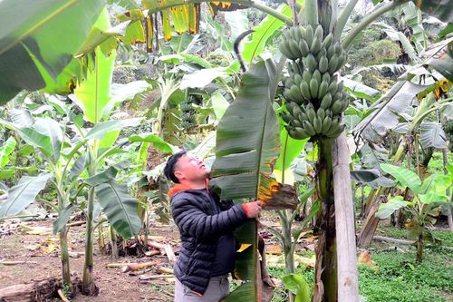Tăng hiệu quả kinh tế từ trồng chuối tây đất soi bãi
