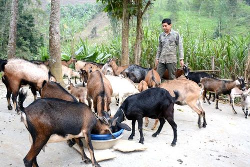 Làm giàu từ chăn nuôi dê