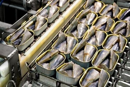 Quy trình làm cá mòi đóng hộp trong dây chuyền tự động