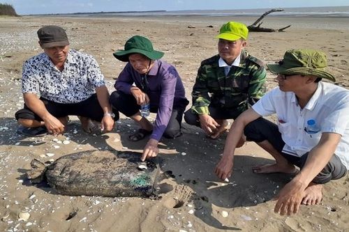 Hàng trăm bao tải màu đen trôi dạt vào bờ biển Bến Tre