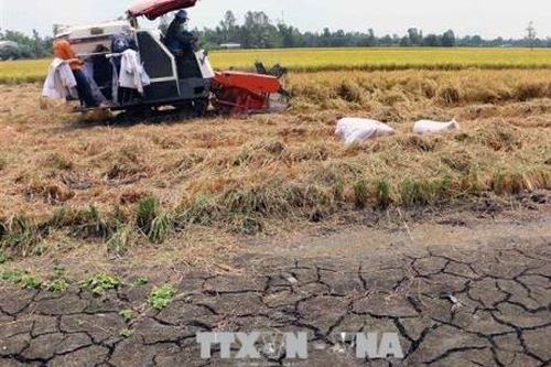 Nước mặn bủa vây ĐBSCL - Bài 2: Linh hoạt các phương án sản xuất
