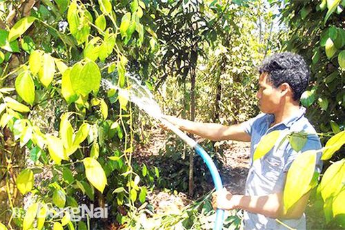 Đông Nam bộ đối mặt khô hạn