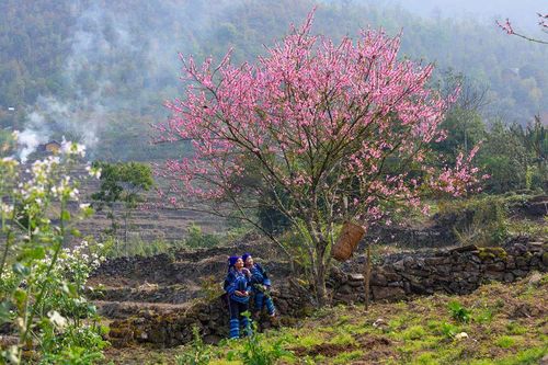 Lên Y Tý ngắm hoa đào nở muộn