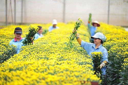 Hasfarm đạt giải vàng hạng mục sản xuất hoa cắt cành thế giới