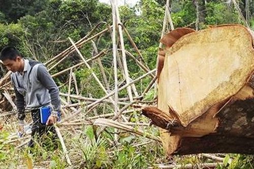 Nhiều diện tích rừng ở Đakrông bị xâm hại nghiêm trọng