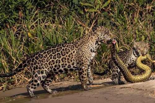 Chuột đọ sức, báo đốm ăn thịt trăn gây ấn tượng cuộc thi ảnh
