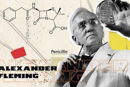 1001 thắc mắc: Ai là người tìm ra kháng sinh Penicillin?