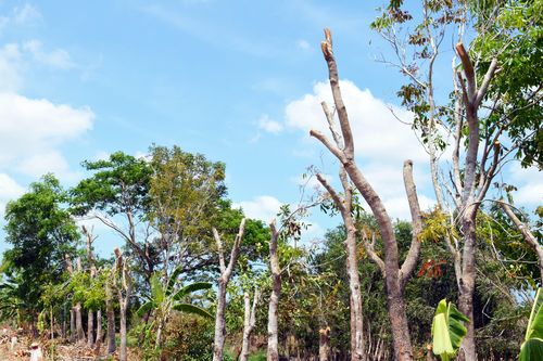 Lý do hàng trăm cây xanh tuyến đường Tắc Thủ - Đá Bạc bị cắt tỉa
