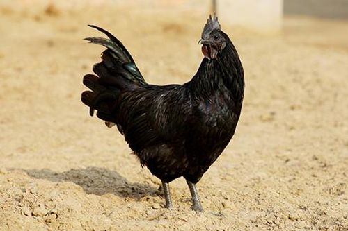 Những loài động vật xấu xí nhưng có giá cao không ngờ tới