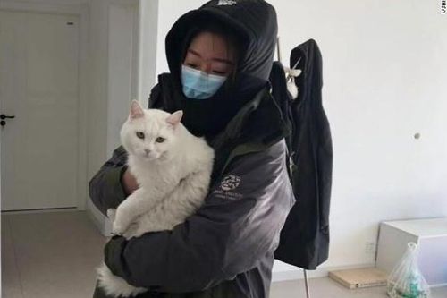 Chó mèo bị đưa đi tiêu hủy ở Trung Quốc vì lo sợ dịch