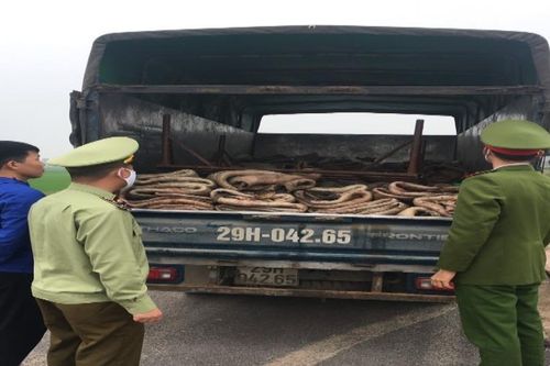 Tịch thu, tiêu hủy 2.500 kg da trâu không rõ nguồn gốc, xuất xứ