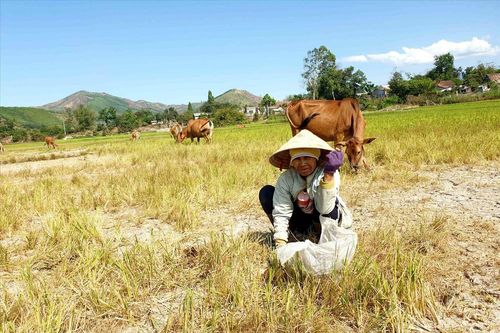 Khô hạn đến sớm, lúa trổ đòng cho bò ăn