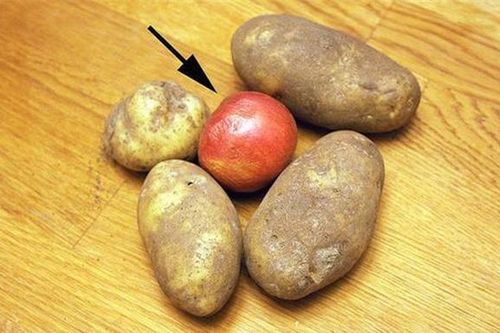 Thấy chồng bỏ quả táo vào trong rổ khoai tây, 1 tháng sau kiểm tra vợ tròn mắt vì bất ngờ