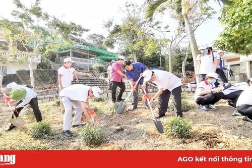 Trồng 500 cây sim trên núi Cấm