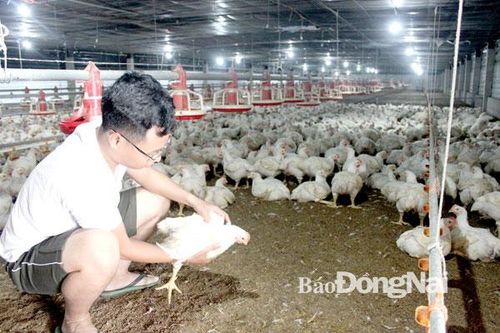 Tổng đàn gia cầm của Đồng Nai tăng lên 32,6 triệu con
