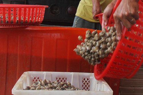 Vào vụ nuôi ốc hương: Nông dân còn phân vân