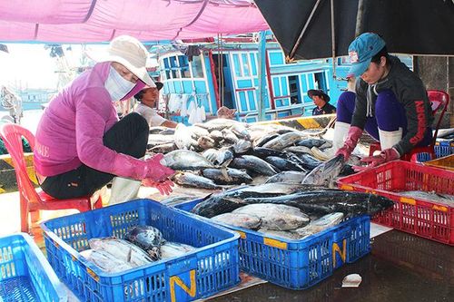 Giá cá ngừ sọc dưa đạt 50.000 đồng/kg