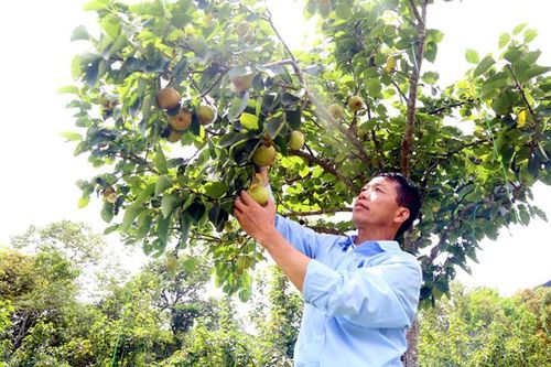 Nậm Pung nỗ lực thực hiện tiêu chí thu nhập