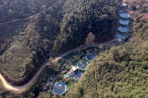 Sa Pa: Người nuôi cá hồi lao đao vì thiếu thị trường tiêu thụ