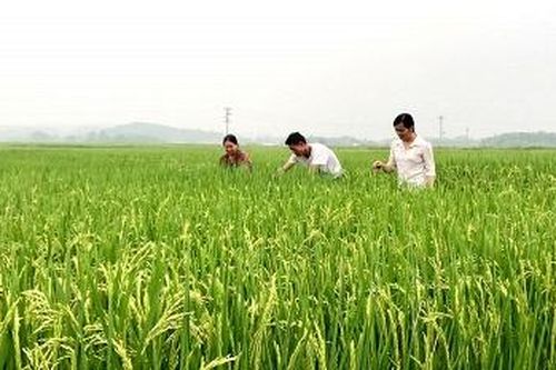 Dồn đổi ruộng đất làm động lực phát triển nông nghiệp ở Yên Lập