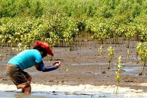 Xác minh thông tin kêu gọi trồng rừng ngập mặn ở Cà Mau