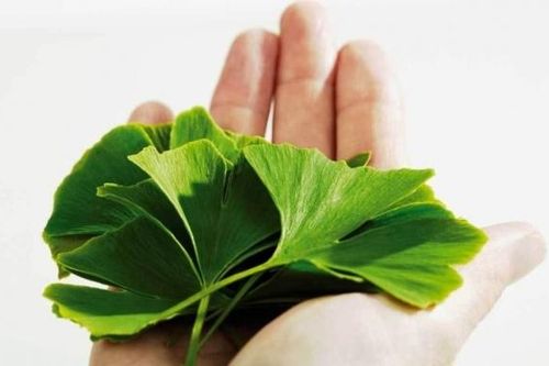 Cảnh giác với sản phẩm phối hợp ginkgo biloba và cafein