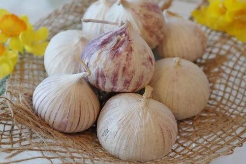 3 không: Tiêu chuẩn nguyên liệu lên men tỏi đen theo công nghệ Nhật Bản