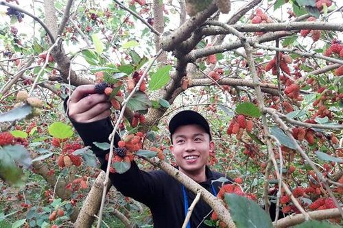 'Đã mắt' ngắm dâu tằm chín đỏ mọng ở ngoại thành Hà Nội