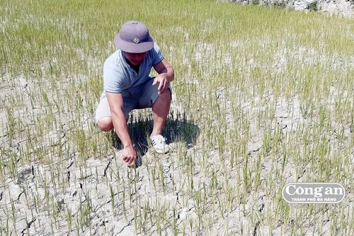 Hạn hán, mặn hoành hành các tỉnh miền Trung (Bài 1: Ruộng đồng khô khát, nông dân vật vã)