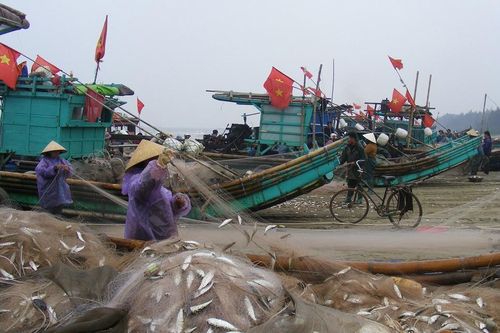 Rộn rã mùa cá trích