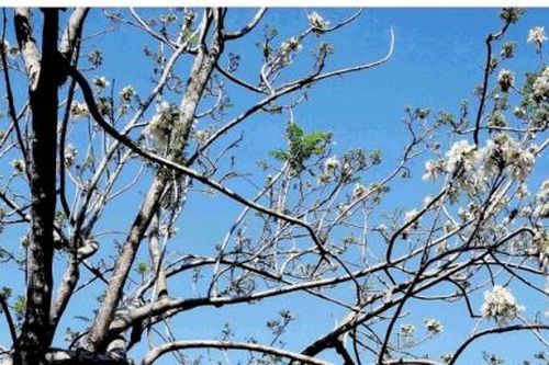 Cây Phượng trắng duy nhất ở Việt Nam