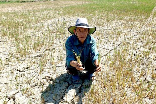 Tận thấy đồng đất cháy khô vì hạn hán ở Đắk Lắk