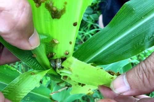 Nông dân Nghệ An lo lắng vì sâu bệnh phá hoại cây trồng