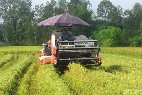 Nghệ An: Hỗ trợ phí bảo hiểm cho 8 huyện về cây lúa và 6 huyện về trâu, bò